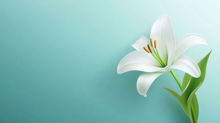Fototapeta premium Elegant White Lily Flower on Soft Blue Gradient Background