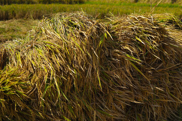 hay bale in the field