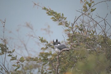 Crested Kingfisher