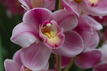 This stunning photo captures a vibrant pink orchid in full bloom, showcasing its delicate, velvety petals and the intricate details of its inner structure. The soft pink tones of the petals transition
