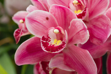 This stunning photo captures a vibrant pink orchid in full bloom, showcasing its delicate, velvety petals and the intricate details of its inner structure. The soft pink tones of the petals transition