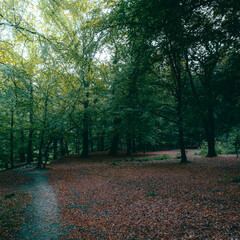 Naklejka premium A peaceful autumn path in a forest with sunlight filtering through the colorful leaves