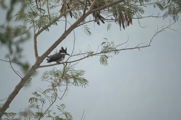 Crested Kingfisher