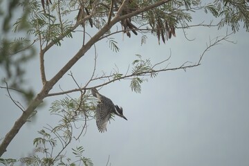 Crested Kingfisher diving