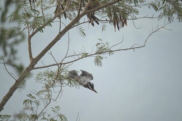 Crested Kingfisher diving