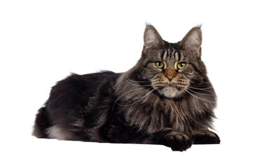 Majestic black tabby Maine Coon cat laying side ways on edge. Looking towards camera with greenish eyes. Isolated cutout on a transparent background.