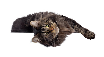 Majestic black tabby Maine Coon cat laying upside down on edge. Looking towards camera with greenish eyes. Isolated cutout on a transparent background. © Nynke