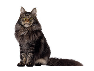 Majestic black tabby Maine Coon cat sitting up side ways. Looking towards camera with greenish eyes. Isolated cutout on a transparent background.