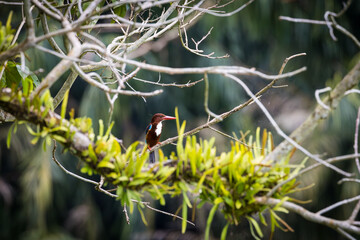 White-throated Kingfisher perching on a branch with a beautiful background of leaves in Taiping Lake Garden