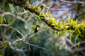 White-throated Kingfisher perching on a branch with a beautiful background of leaves in Taiping Lake Garden