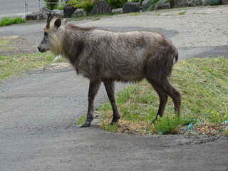 住宅地を歩く二ホンカモシカ