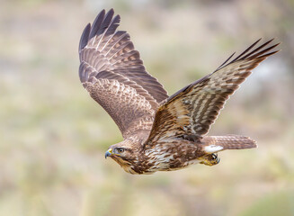 Common buzzard Buteo buteo volanso and perched in winter