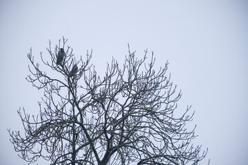 leafless bare tree branches with birds.
