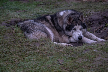 Gray Siberian husky sleeps outdoors