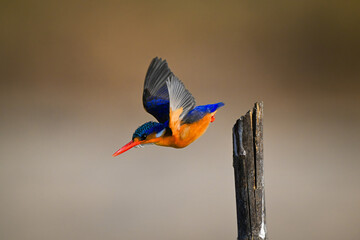 Malachite kingfisher dives away from wood post