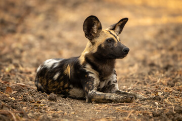 African wild dog lying with ears cocked