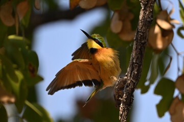 Little bee-eater with catchlight flying from branch