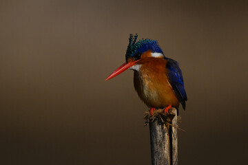 Malachite kingfisher on wood post tilting head
