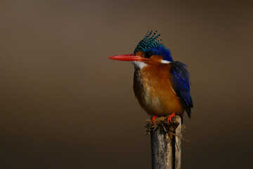 Malachite kingfisher on wood post staring left