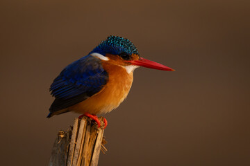 Malachite kingfisher faces right on wooden pole