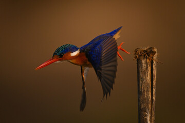 Malachite kingfisher flies horizontally off wooden post