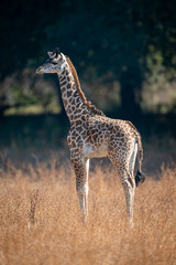 Young Thornicroft giraffe stands staring in profile