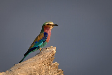 Lilac-breasted roller in profile on dry log