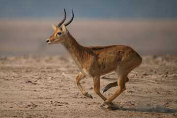 Male puku with catchlight gallops over sand