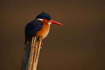Malachite kingfisher gazes down from leaning post