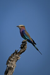 Lilac-breasted roller in profile on gnarled stump