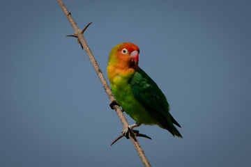 Lilian lovebird turns head on diagonal branch