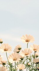 Naklejka premium A soft focus meadow scene with vibrant yellow daisies and pink wildflowers swaying gently under a pale blue sky 