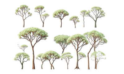 Collection of isolated African acacia trees on a transparent background. Plant and flower concept