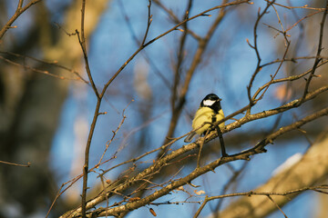 great tit on the branch