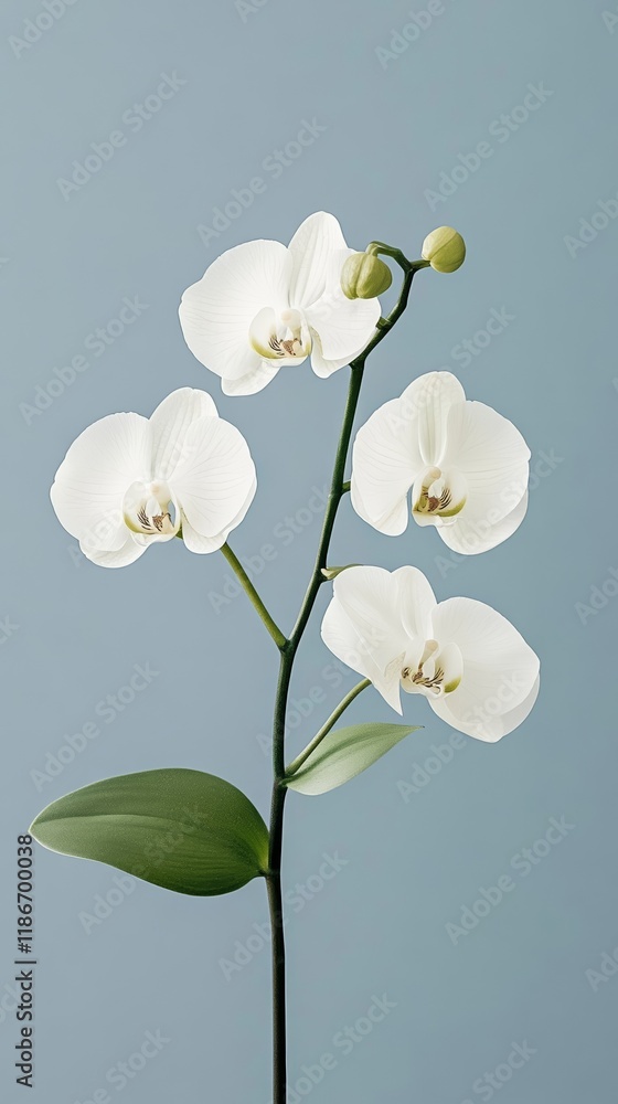 Poster an ethereal x ray of an orchid flower its fragile petals and curving stem glowing with soft transluc