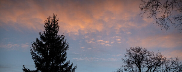 panorama view with colorful sky and trees. Leafless branches. Spruce tree. Winter evening