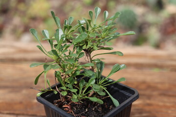 bylina okrywowa Kulnik sercolistny Globularia cordifolia