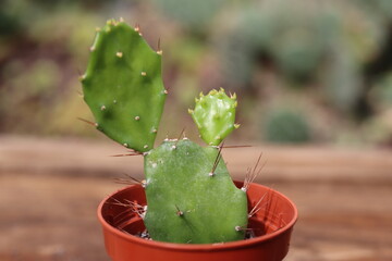 opuntia brazylijska płaski kaktus
