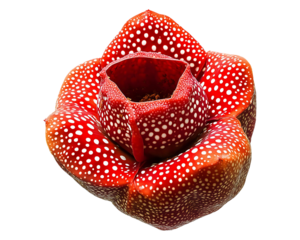 Rafflesia Arnoldii flower