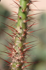 Opuncja brazylijska Brasiliopuntia kaktus płaski opuntia