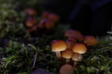 edible mushrooms known as Enokitake Golden Needle mushroom Lily mushroom seafood mushrooms winter mushrooms or winter fungus velvet foot velvet stem or velvet shank (Flammulina velutipes)