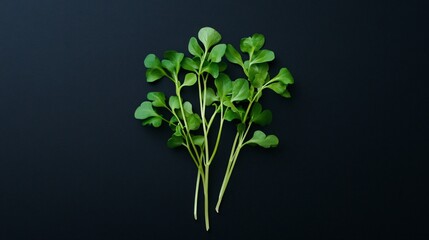 Fototapeta premium A single sprig of garden cress, isolated on a matte black background with subtle lighting