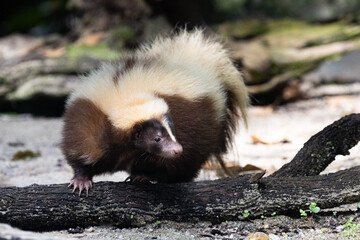 Close up Portrait of a Striped Skunk under the sun in Taiping Zoo