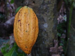 Cocoa (Theobroma cacao). This fruit is oval in shape with a grooved surface and is yellow-orange in...