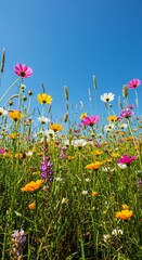 Vibrant Wildflowers Blooming Under a Clear Blue Sky in a Sunny Meadow