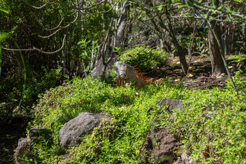 Closeup macro photo of sunbathing large iguana in its natural habitat. Selective focus, blurred natural green background. San Salvador botanical garden.
