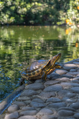 Close up photo of a turtle getting out of the pond to warm up in the sunny spot next to water. San Salvador botanical garden.