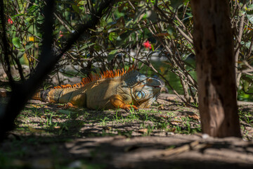 Closeup macro photo of sunbathing large iguana in its natural habitat. Selective focus, blurred natural green background. San Salvador botanical garden.