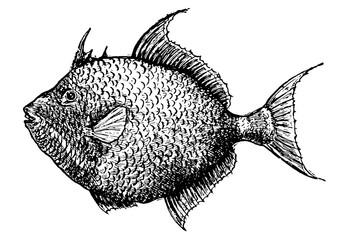 Vintage Fish Illustration Vector Art