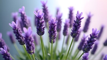 Obraz premium Vibrant Lavender Flowers Blooming Soft Light Background